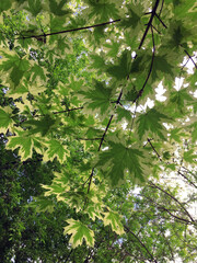 Sycamore maple (Acer platanoides, sapindaceae / aceraceae)