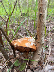 The aspen tree grew into a tree trunk