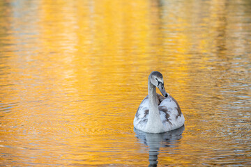 Close up young swan portrait grey nature spring birds wild life