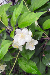 Wet white Jasmine flowers (jasminum) in garden