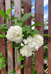 Fototapeta na wymiar White flowers of viburnum Buldenezh broke through the wooden planks of the fence