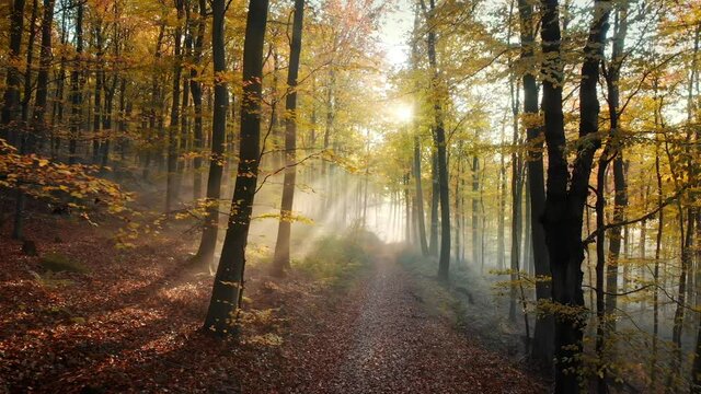 Following a path in a beautiful golden forest in autumn, with glorious rays of sunlight falling through the mist and trees