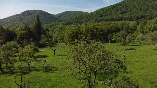 Streuobstwiesen, gef&auml;hrdeter Lebensraum im Rheintal bei Boppard-Buchenau