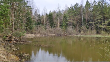 Obraz premium reeds in the water