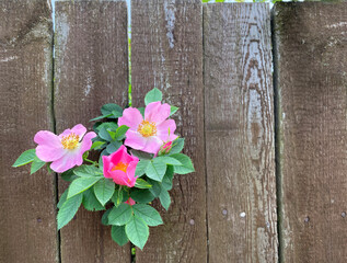 Pink rosehip flowers on branches that poked through a gap in the wooden fence