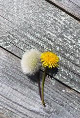Blooming and fruiting dandelion (Taraxacum officinale) on a wooden background