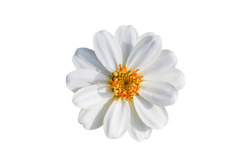 Zinnia elegans flower isolated on white background. Object with clipping path.