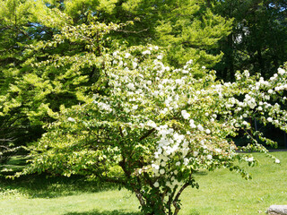 Magnifique arbuste Viorne de Chine ou Viburnum plicatum 'Grandiflorum' à fleurs arrondies blanc pur