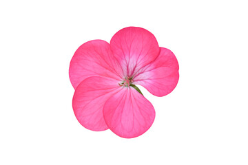 Pink flower of Geranium, (Pelargonium) Isolated on white background. Object with clipping path