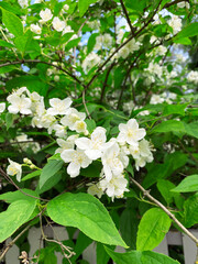 The white flowers of the Jasmine shrub in spring