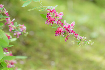 萩の花2