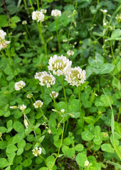 White flowers of creeping clover (Trifolium repens)