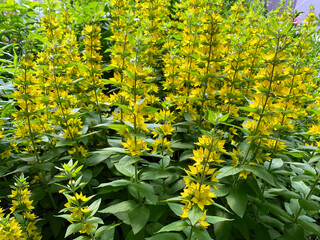 Yellow flowers of the garden loosestrife (Lysimachia vulgaris)