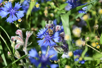 Dzika łąka chaber bławatek © Anna