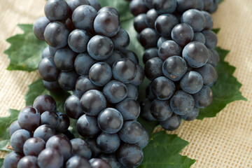 ブドウ