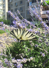 Podalirius butterfly on lavender flowers