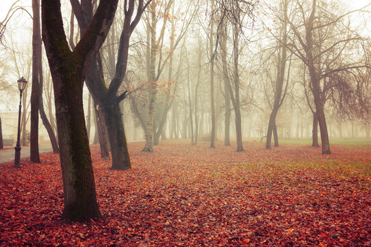 Fall November Landscape. Fall In The City Park. Bare Trees And Orange Fallen Leaves On The Ground