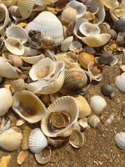 Wet sand shells on the beach