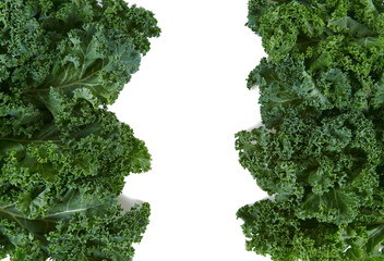 fresh kale isolated on white background