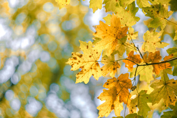 Golden bright autumn maple leaves against the sky and sun glare close up