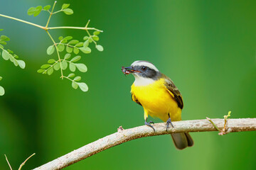 Great Kiskadee, Pitangus sulphuratus, sitting on a brach with an insect in his beak in Tortuguero National Park in Costa Rica 