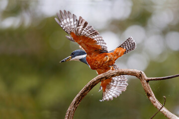 Ringed Kingfisher, Ceryle torquatus, female flying away in Caño Negro Wildlife Refuge in Costa Rica