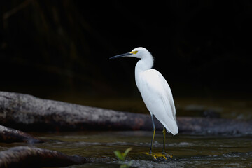 Snowy Egret, Egretta thula, hunting in the water in Cano Negro Wildlife Refuse in Costa Rica