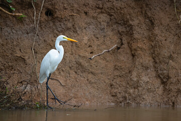 Great Egret, Ardea alba, hunting in the water in Cano Negro Wildlife Refuse in Costa Rica