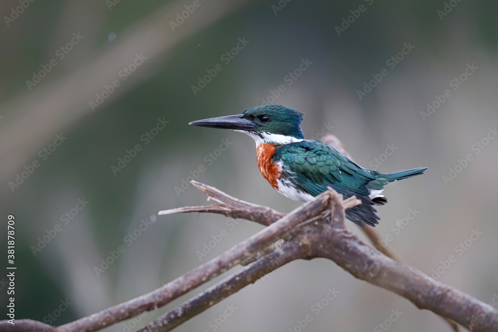 Canvas Prints Amazon kingfisher, chloroceryle amazona, sitting on a branch in Cano Negro Wildlife Refuse in Costa Rica