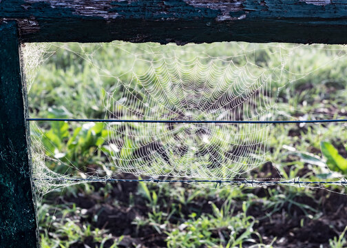 Spider web on wooden fence