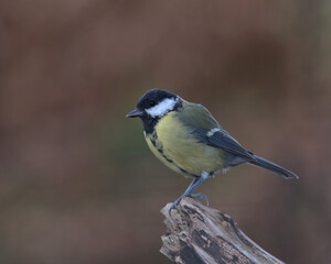 Great Tit , Parus major perched on a tree stump .