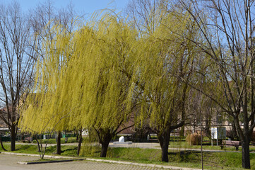 weeping willow trees in blossom with blue sky in the background 