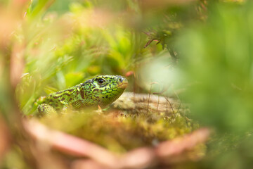 Sand lizard