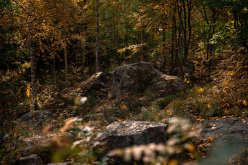 Autumn colors in forest with rocks