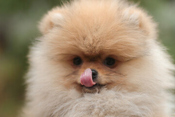 pomeranian dog portrait