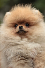 pomeranian puppy portrait