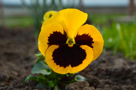 yellow blooming pansy flowers growing in the garden close up