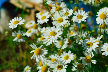 close-up - beautiful bright daisies growing in the garden at home