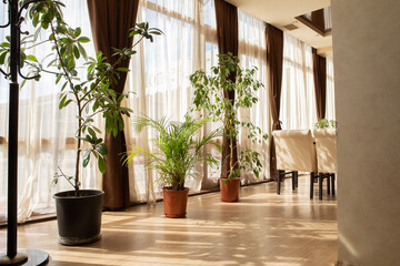 Interior in pastel colors using indoor plants: dracaena, ficus. Gentle beige background with green plants.