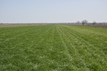 young green wheat field in the spring in Vojvodina