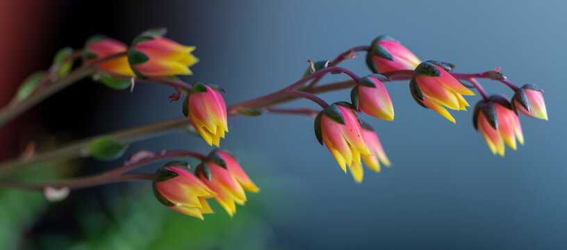 Echeveria derenbergii succulent