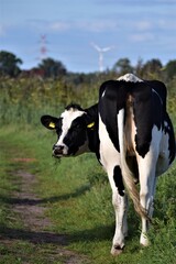 Black and white looking around cow from behind