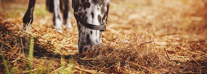 A spotted domestic horse with a halter on its muzzle eats dry hay and grazes in the pasture,...