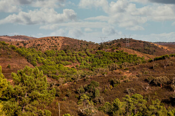 Landscape of pine and quercus suber trees