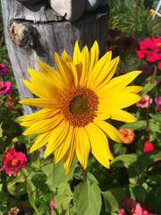Young sunflower on the plot
