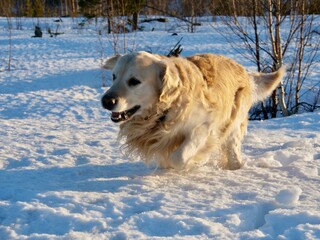 Portrait of a dog, retriever cute dogs