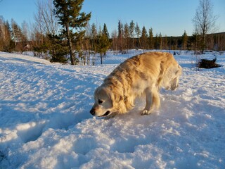 Portrait of a dog, retriever cute dogs