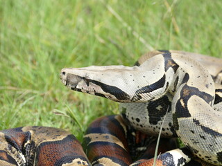 Boa constrictor constricor aus Ecuador. Die Boa constrictor, auch Rotschwanzboa oder Abgottschlange genannt, ist eine in Südamerika und in Gefangenschaft weit verbreitete Riesenschlange.