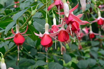 botanischer garten im schlosspark in münster, westfalen