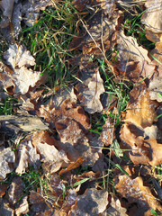 Oak leaves lie on the grass, covered with frost